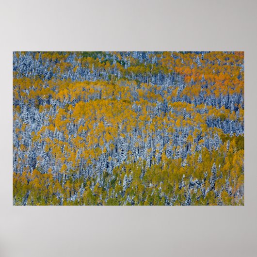Herbstliche Waldlandschaft Poster (Vorne)