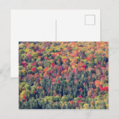 Herbstliche Waldlandschaft Postkarte (Vorne/Hinten)