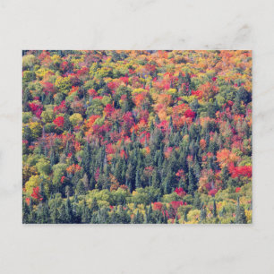 Herbstliche Waldlandschaft Postkarte
