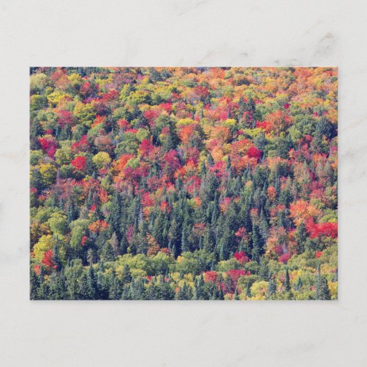 Herbstliche Waldlandschaft Postkarte (Vorderseite)