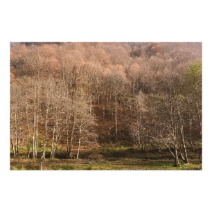 Herbstliche Waldlandschaft - Wilde Natur Rumänien Fotodruck