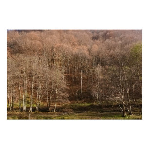 Herbstliche Waldlandschaft - Wilde Natur Rumänien Poster