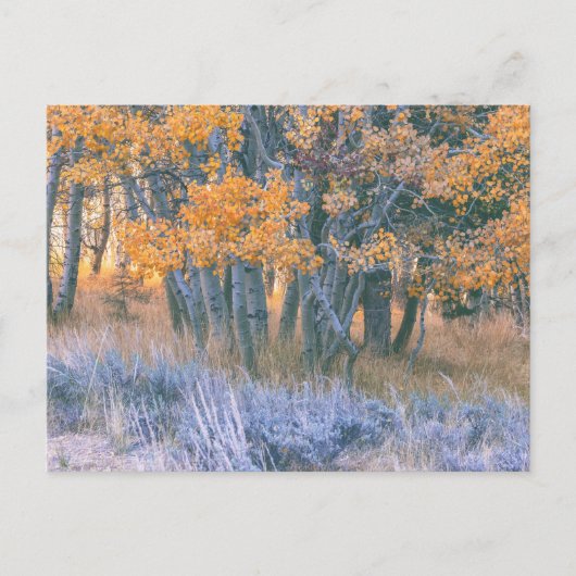 Herbstlicher Espenwald Postkarte (Vorderseite)