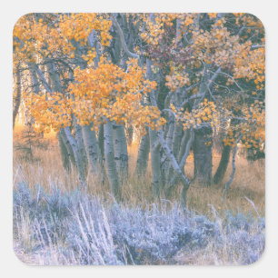 Herbstlicher Espenwald Quadratischer Aufkleber