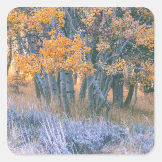 Herbstlicher Espenwald Quadratischer Aufkleber