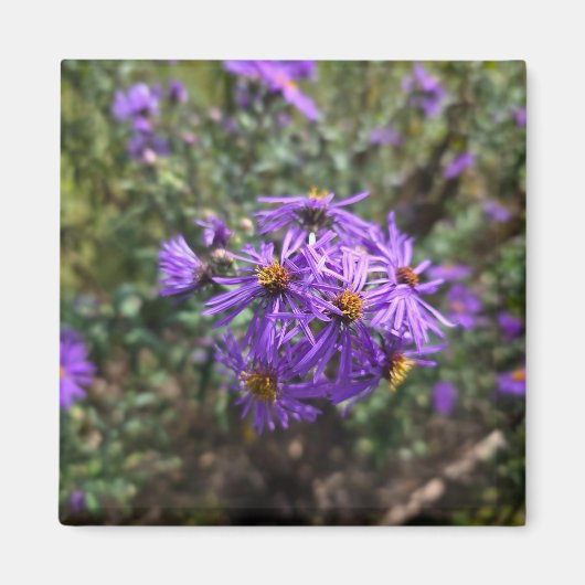 Herbstlicher Purpurglanz Magnet (Vorne)