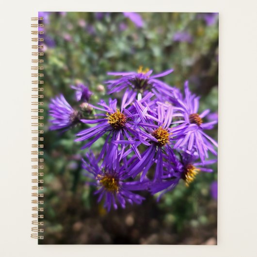 Herbstlicher Purpurglanz Planer (Vorderseite)