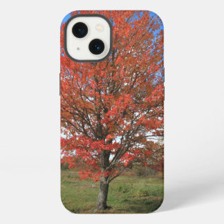 Herbstlicher roter Ahornbaum in dem blauen Himmel iPhone 13 Hülle