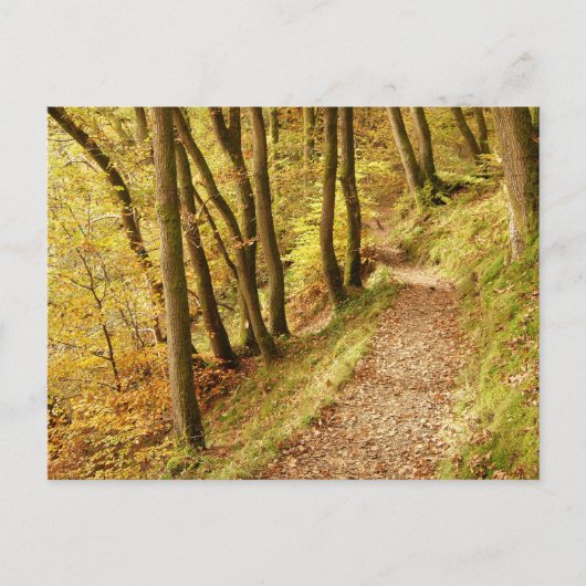 Herbstlicher Waldweg Postkarte (Vorderseite)