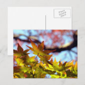 Herbstlicht Postkarte (Vorne/Hinten)