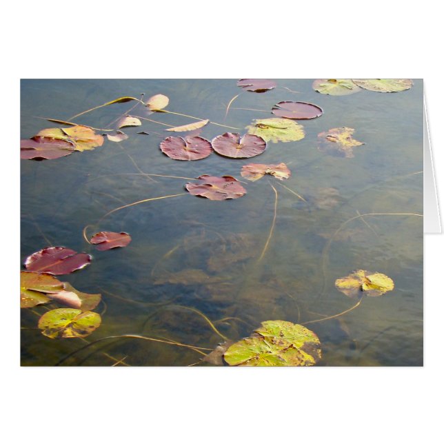 Herbstlilypads (Vorderseite (Horizontal))