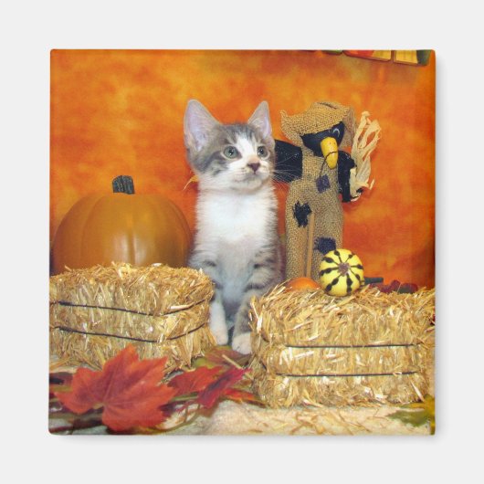 Herbstmagnet für Schweineschuppe - Katze / Kätzche Magnet (Vorne)