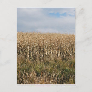 Herbstmaisernte Postkarte