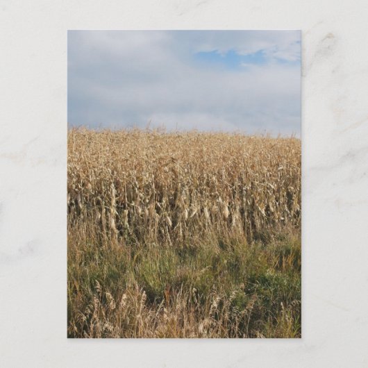 Herbstmaisernte Postkarte (Vorderseite)