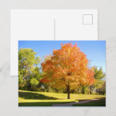 Herbstmaple 2004 Foto / Mark Edward Westerfield Postkarte (Vorne/Hinten)