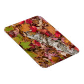 Herbstmaple-Blätter decken Birkenrinde im Wald ab Magnet (Rechte Seite)