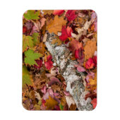 Herbstmaple-Blätter decken Birkenrinde im Wald ab Magnet (Vertikal)