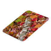 Herbstmaple-Blätter decken Birkenrinde im Wald ab Magnet (Linke Seite)