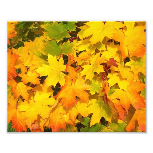 Herbstmaple-Blätter mit Herbstfarben Fotodruck (Vorne)