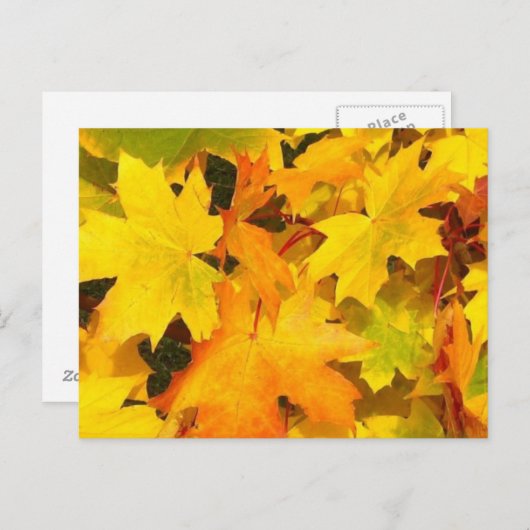 Herbstmaple-Blätter mit Herbstfarben Postkarte (Vorne/Hinten)