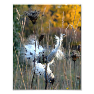 HerbstMilkweed Fotodruck