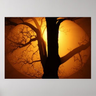 Herbstmond strahlt durch die Baumdruckerei Poster