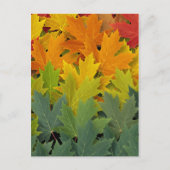 Herbstmuster 2 postkarte (Vorderseite)