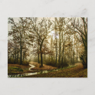 Herbstnebel im Wald Postkarte