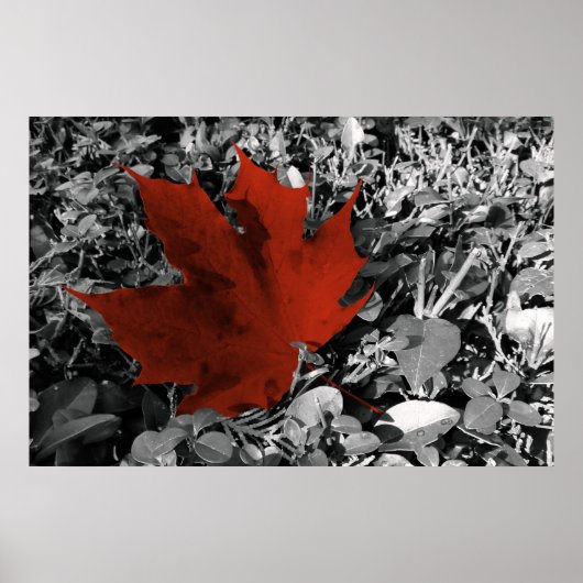 Herbstnuancen Poster (Vorne)