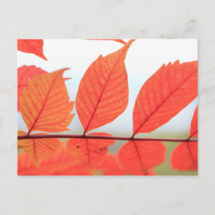 Herbstorange Blätter Postkarte
