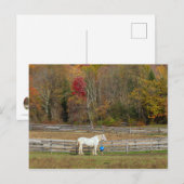Herbstpferd Postkarte (Vorne/Hinten)