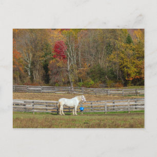 Herbstpferd Postkarte