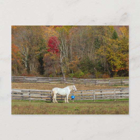 Herbstpferd Postkarte (Vorderseite)