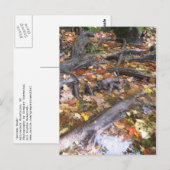 Herbstpilz Postkarte (Vorne/Hinten)