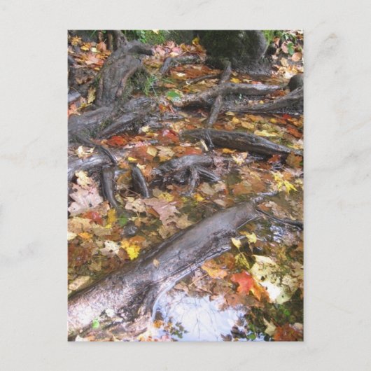 Herbstpilz Postkarte (Vorderseite)
