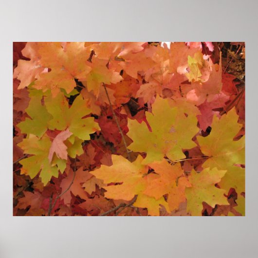 Herbstplendor (1) Poster (Vorne)