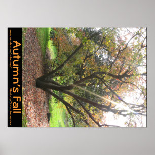 Herbstposter des Baumhellstrahls Poster