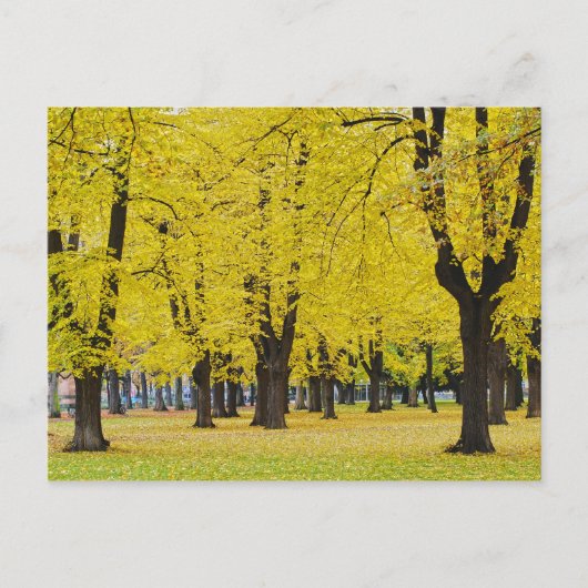 Herbstpostkarte Postkarte (Vorderseite)