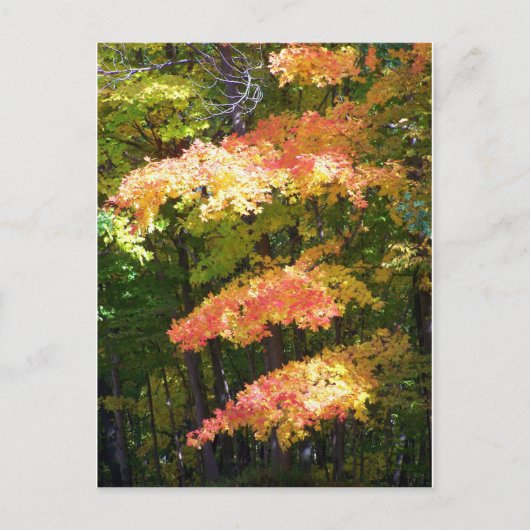 Herbstpracht Postkarte (Vorderseite)