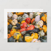 Herbstpumpen, Gourds und Squashes Postkarte (Vorne/Hinten)
