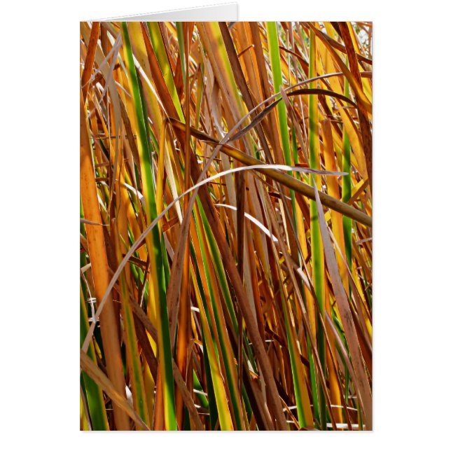 Herbstreeds Nummer 5 (Vertikal) (Vorne)