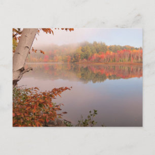 Herbstreflektionen jenseits der Birke Postkarte