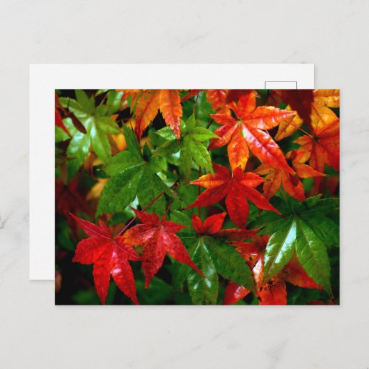 Herbstrennen Postkarte (Vorne/Hinten)