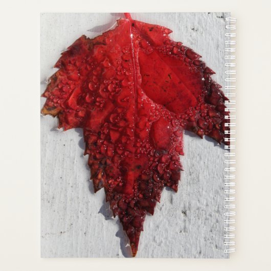 Herbstrote Blätter Planer (Rückseite)