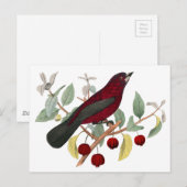 herbstroter Vogel vintage Postkarte (Vorne/Hinten)