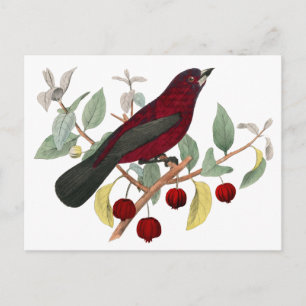 herbstroter Vogel vintage Postkarte