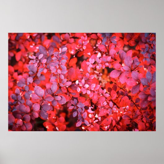 Herbstrotes violettes, lebendiges Buschblätterdach Poster (Vorne)