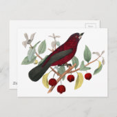 Herbstrottvogel Vintag Postkarte (Vorne/Hinten)