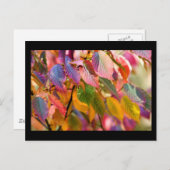 Herbstschmerzen Postkarte (Vorne/Hinten)