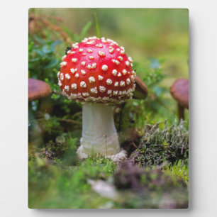 Herbstschönheit Fotoplatte